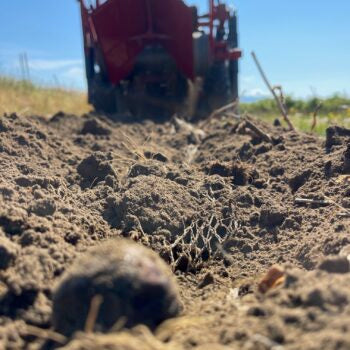 Bulb Net at Tulip Valley Farms