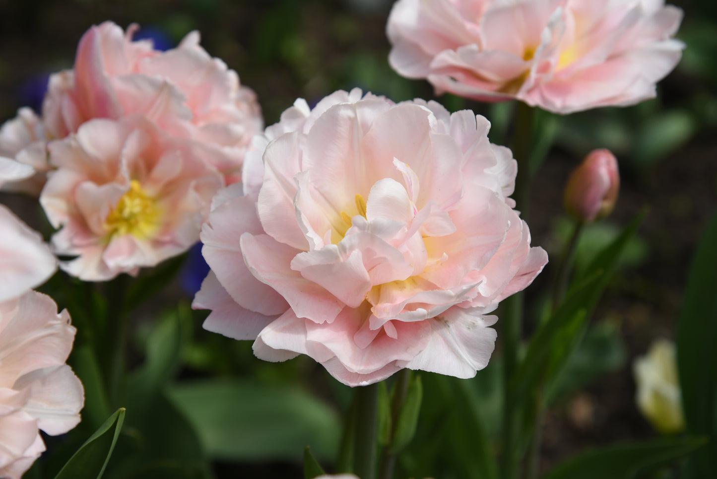 Dreamer Tulip Bulbs