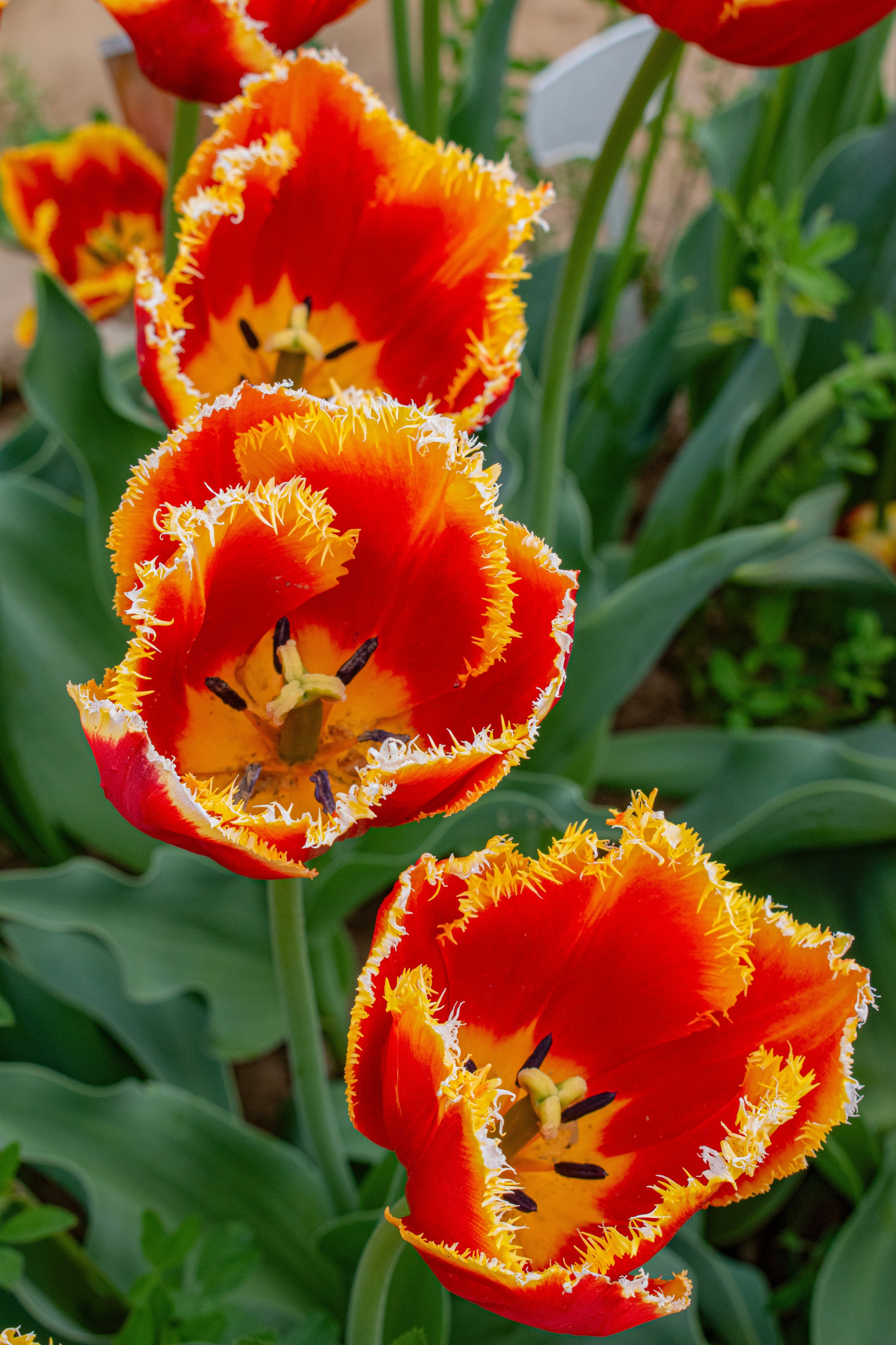 Fabio Tulip Bulbs | Tulip Valley Farms