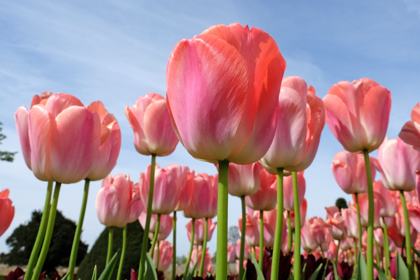 Salmon Impression Tulip Bulbs
