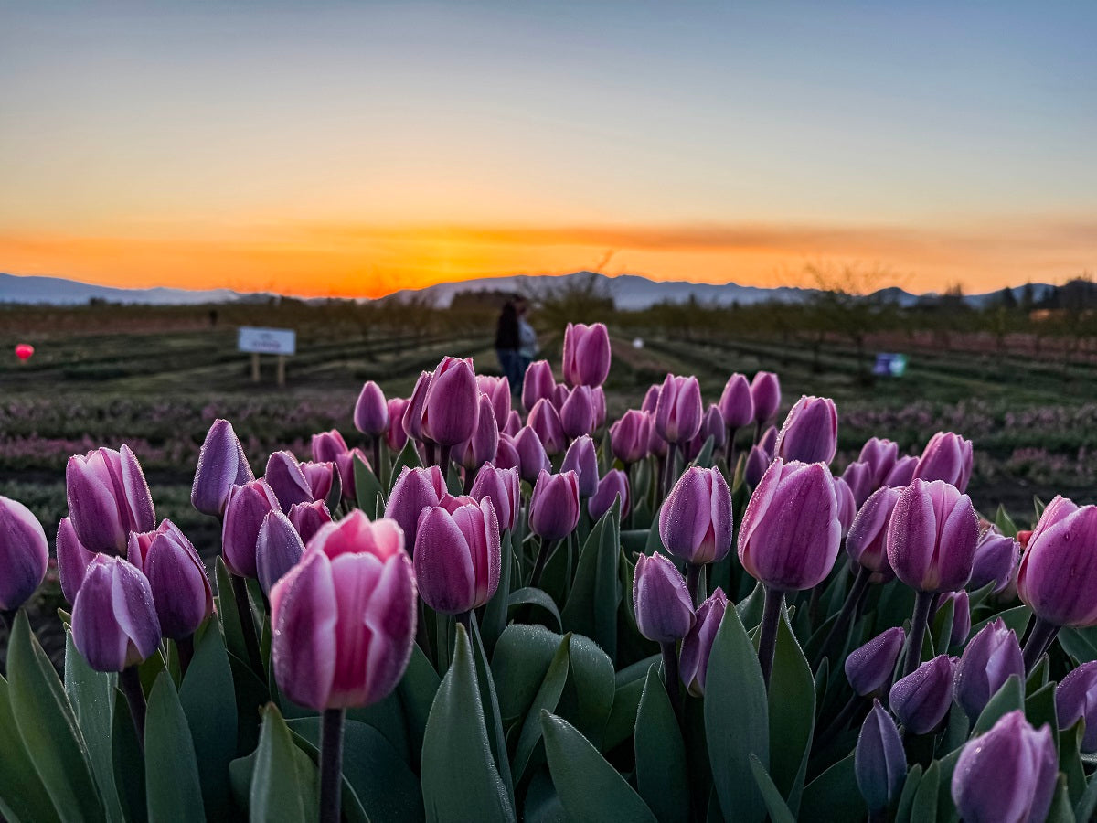 Meet Micro Mini Highland Cows
