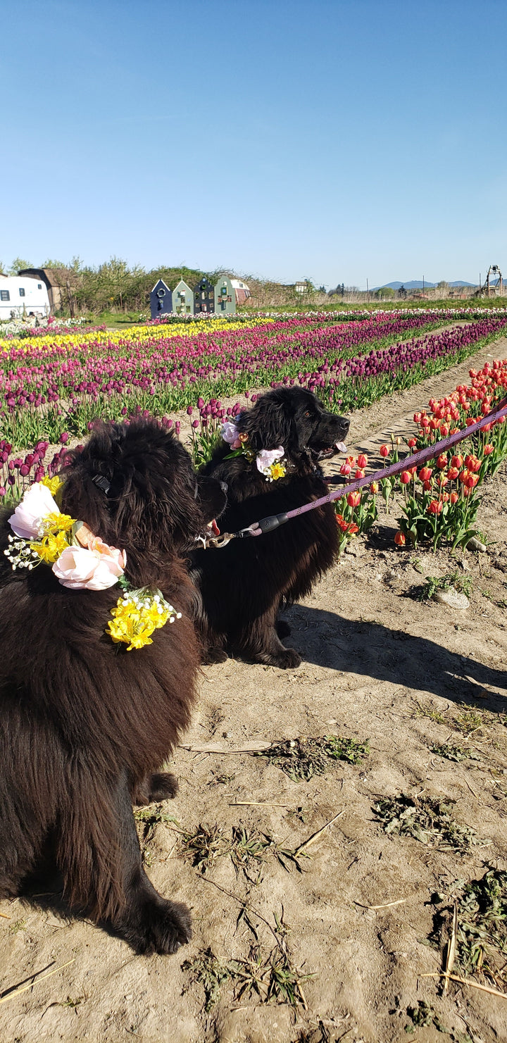 Farm Fun at the Pet Parade