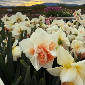 Plan Your Spring Trip to Tulip Valley Farms