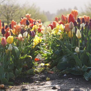 The Versatile Beauty of Tulips: Nature’s Multi-Tool
