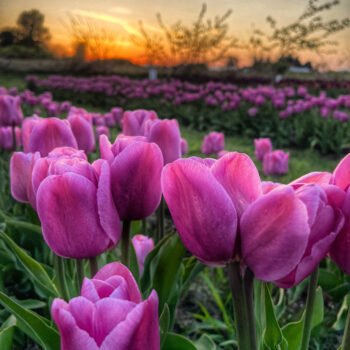 How to Have a Smooth and Enjoyable Trip to the Tulip Festival at Tulip Valley Farms