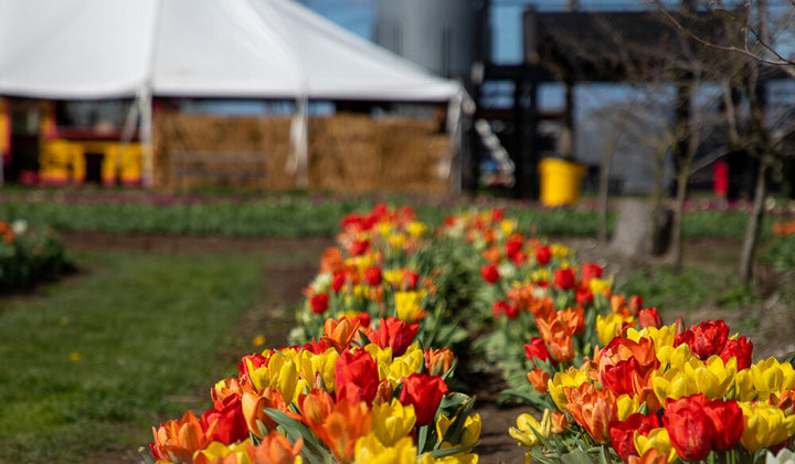 Bask in Blooms: Andrew’s Guide to Making the Most of the Skagit Valley Tulip Festival