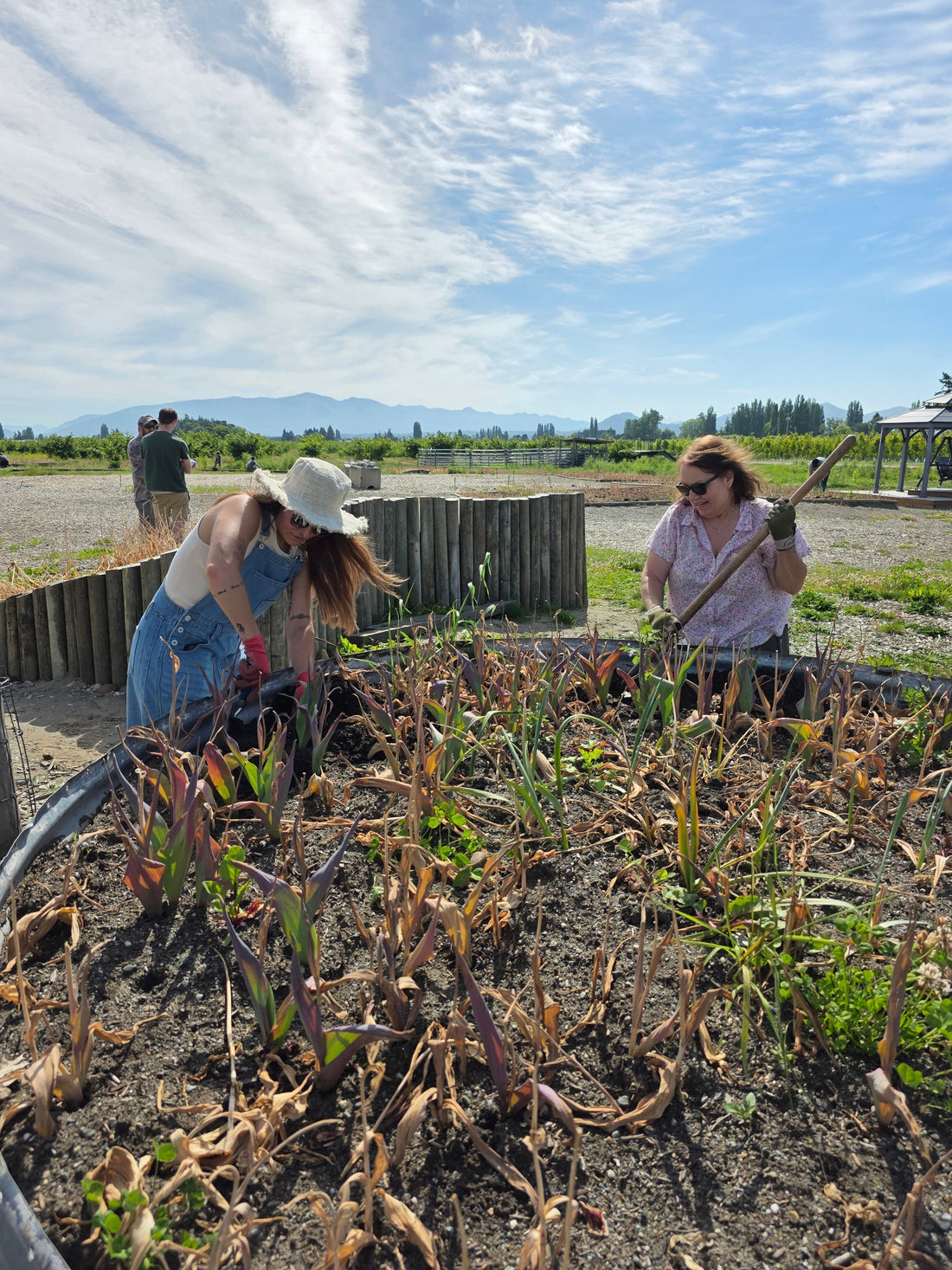 Two women digging up tulip bulbs