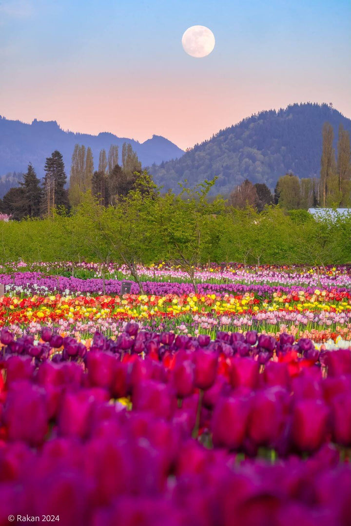 World’s Most Scenic Tulip U-Pick Experience