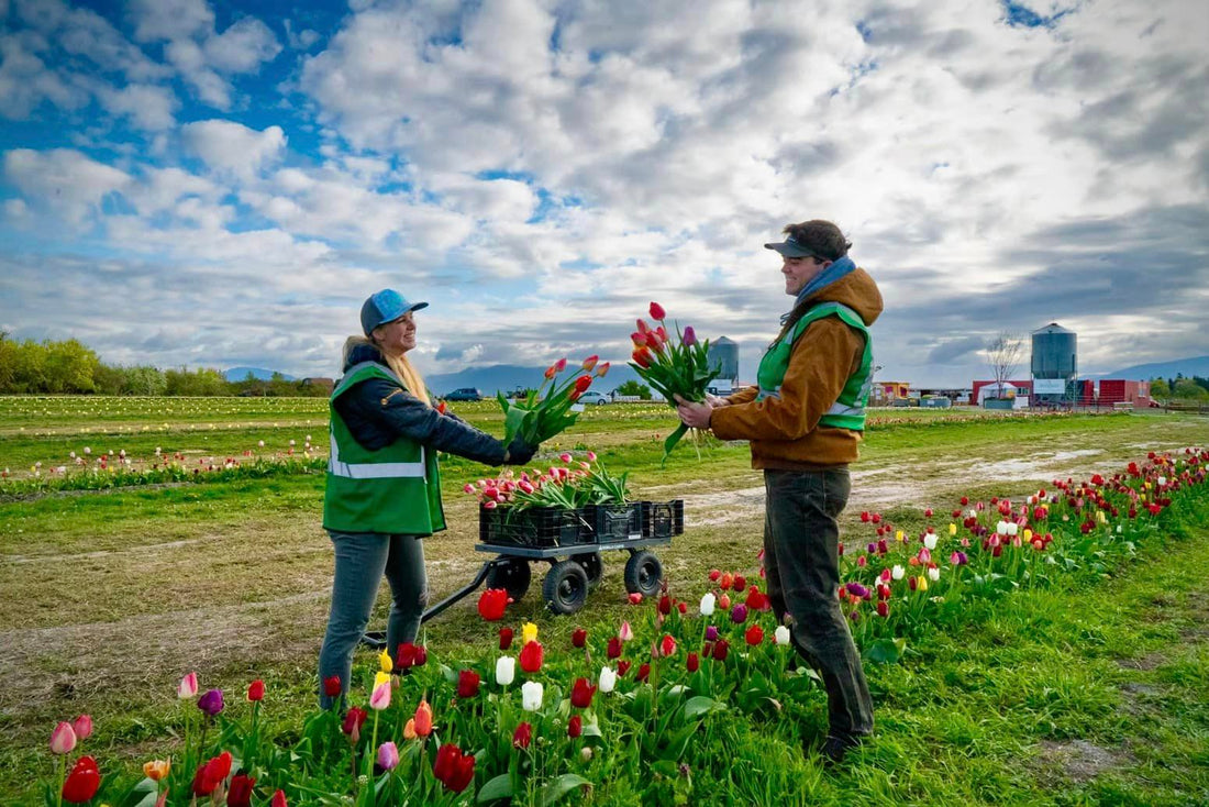 Why Tulip Valley Farms