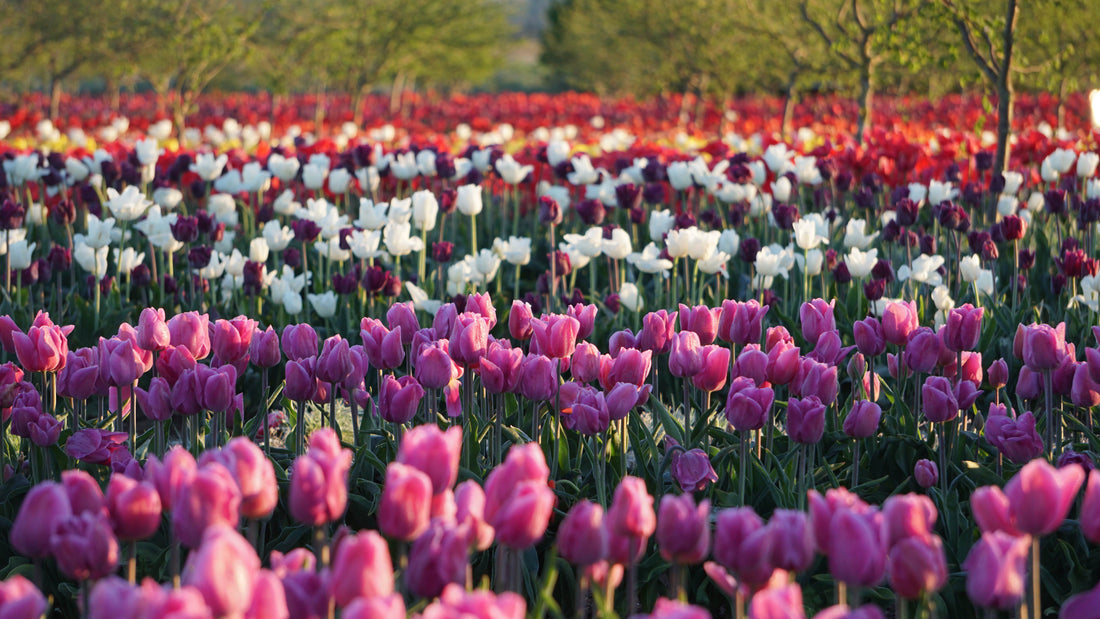 What is the Magic Springdom?