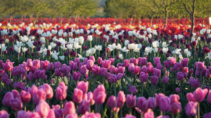 What is the Magic Springdom?