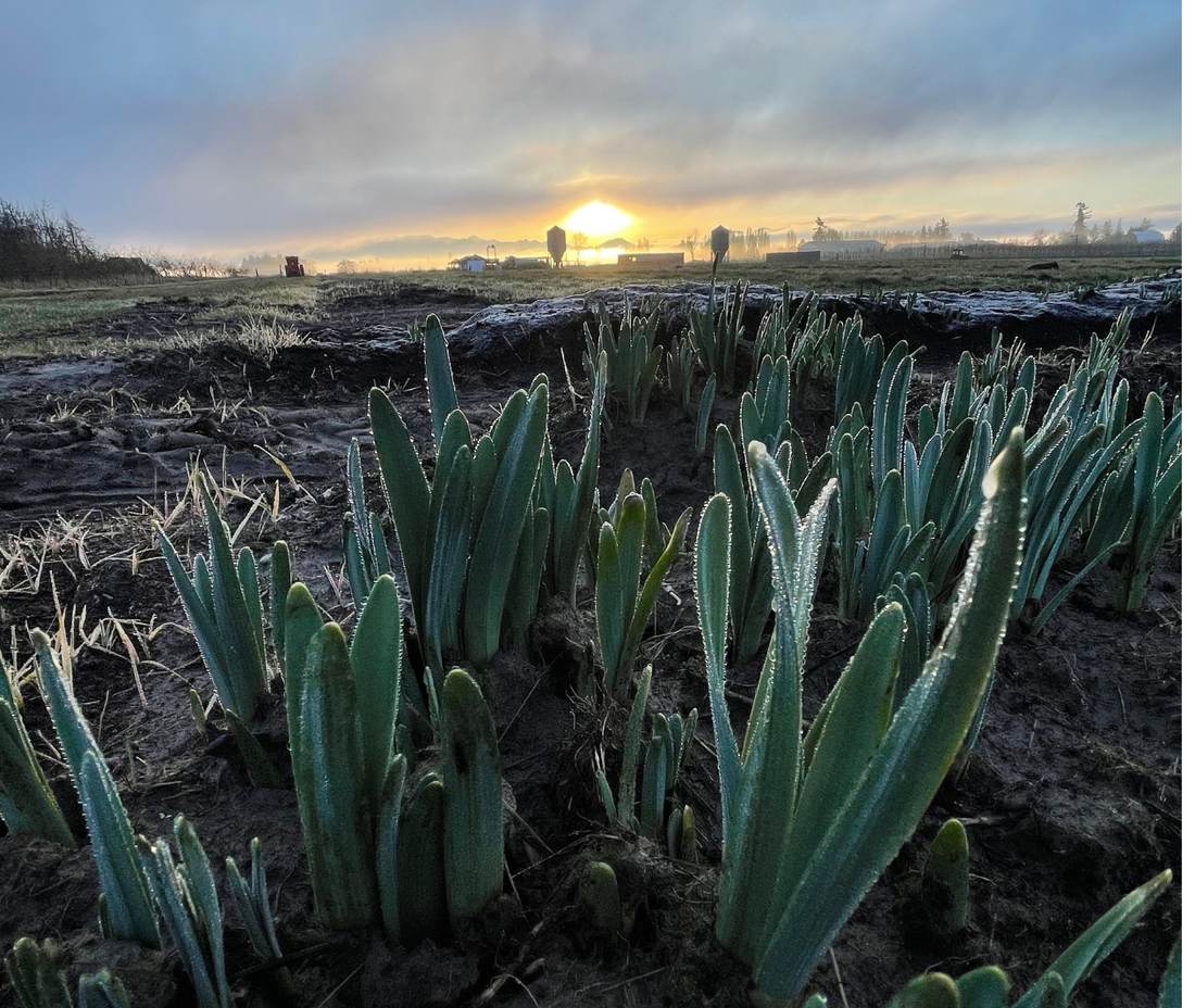 Chasing Spring’s Golden Trail in Washington’s Skagit Valley