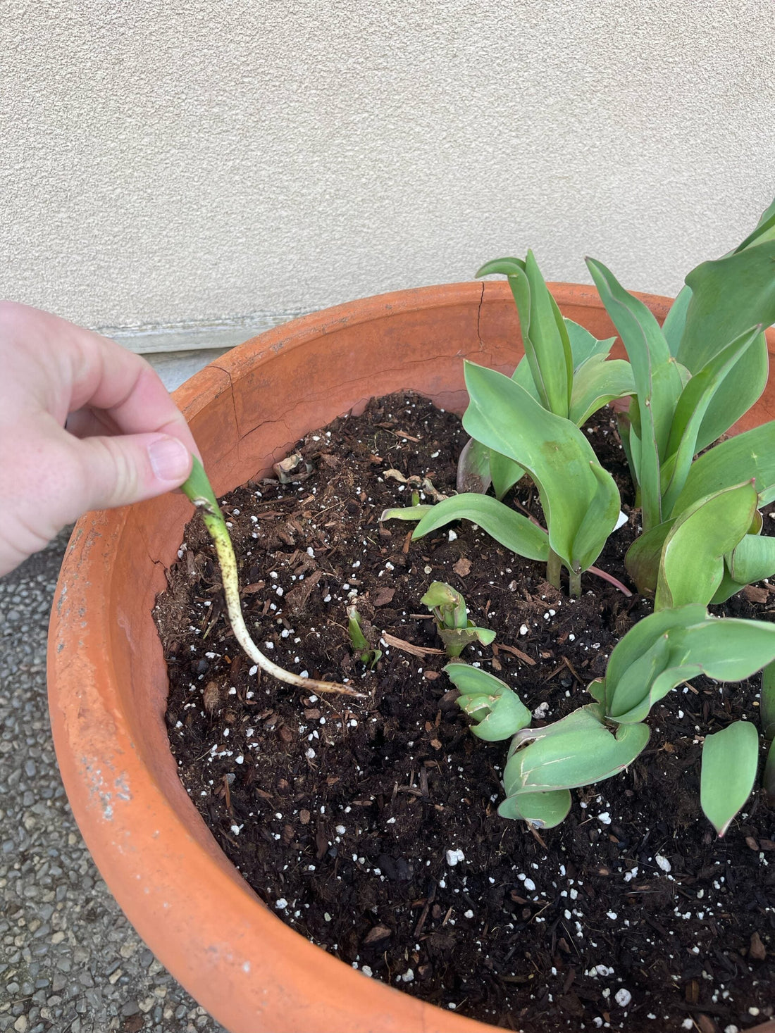 Why Aren’t My Tulips Coming Up or Looking Good?