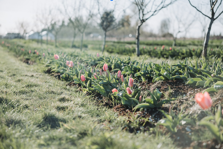Unlocking the Mystery of Sleeping Flower Bulbs: A Journey of Spring's Awakening
