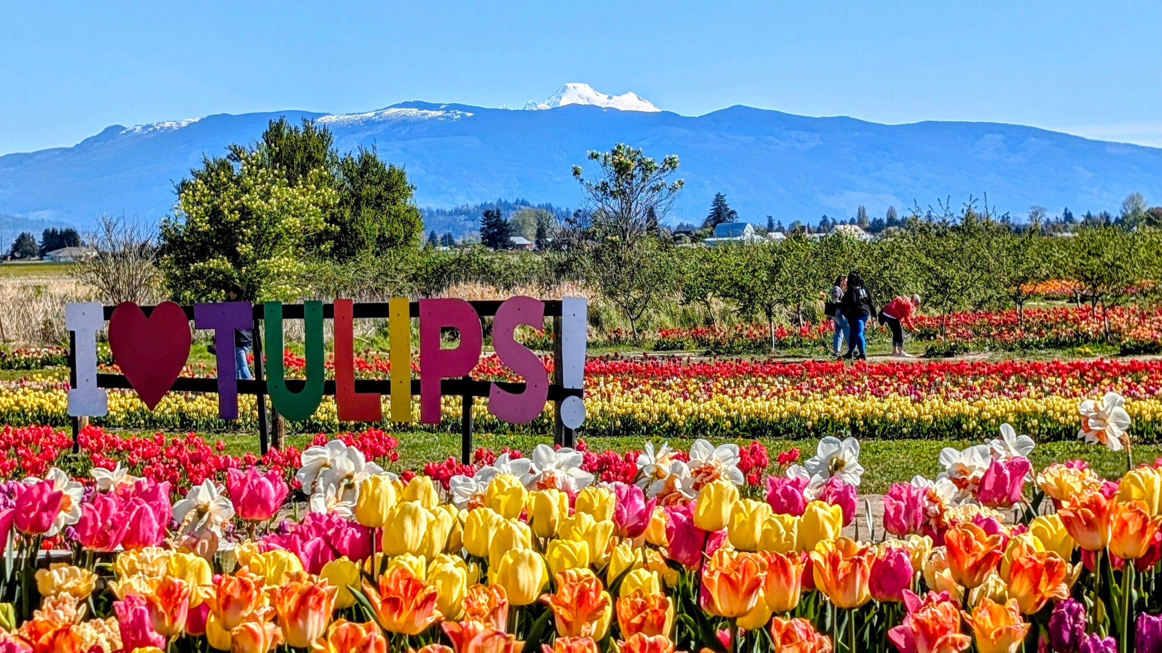 Colorful tulip field with 'I ❤️ Tulips!' sign and mountain in the background at Tulip Valley Farms