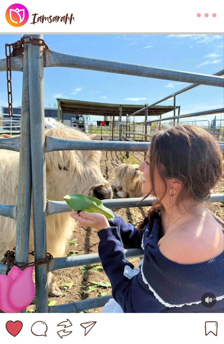 Instagram mockup of woman feeding tulip leaves to a micro mini highland cow at Tulip Valley Farms