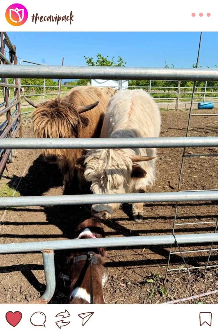 Instagram mockup of micro mini highland cows with dog at Tulip Valley Farms