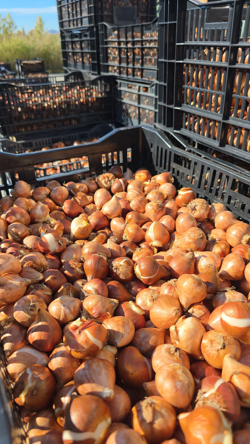 Tulip Valley Farms bulbs