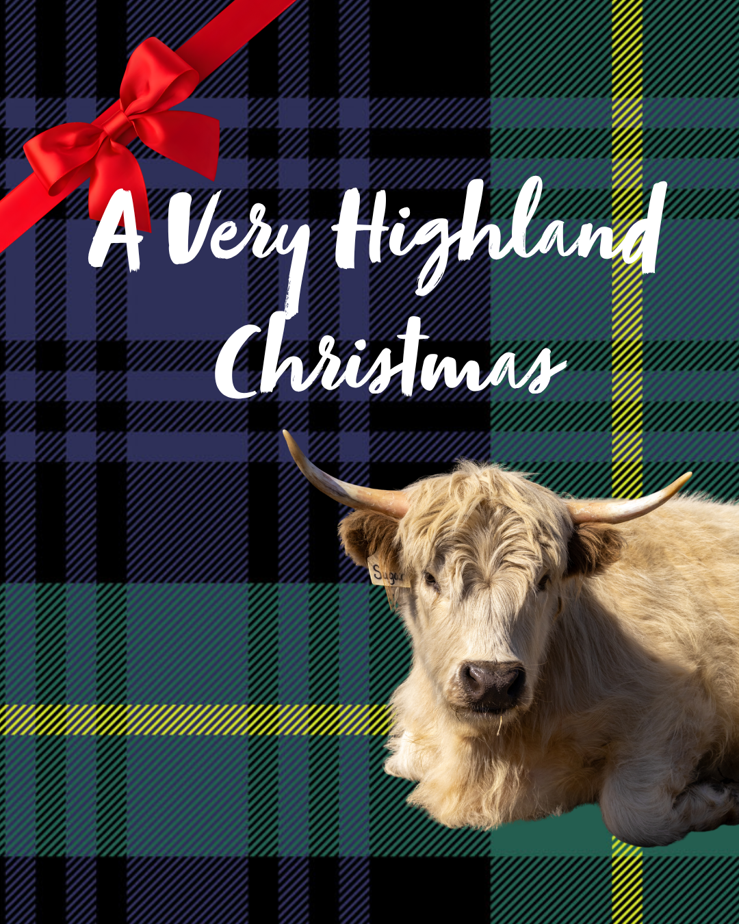 Micro mini Highland cow Christmas