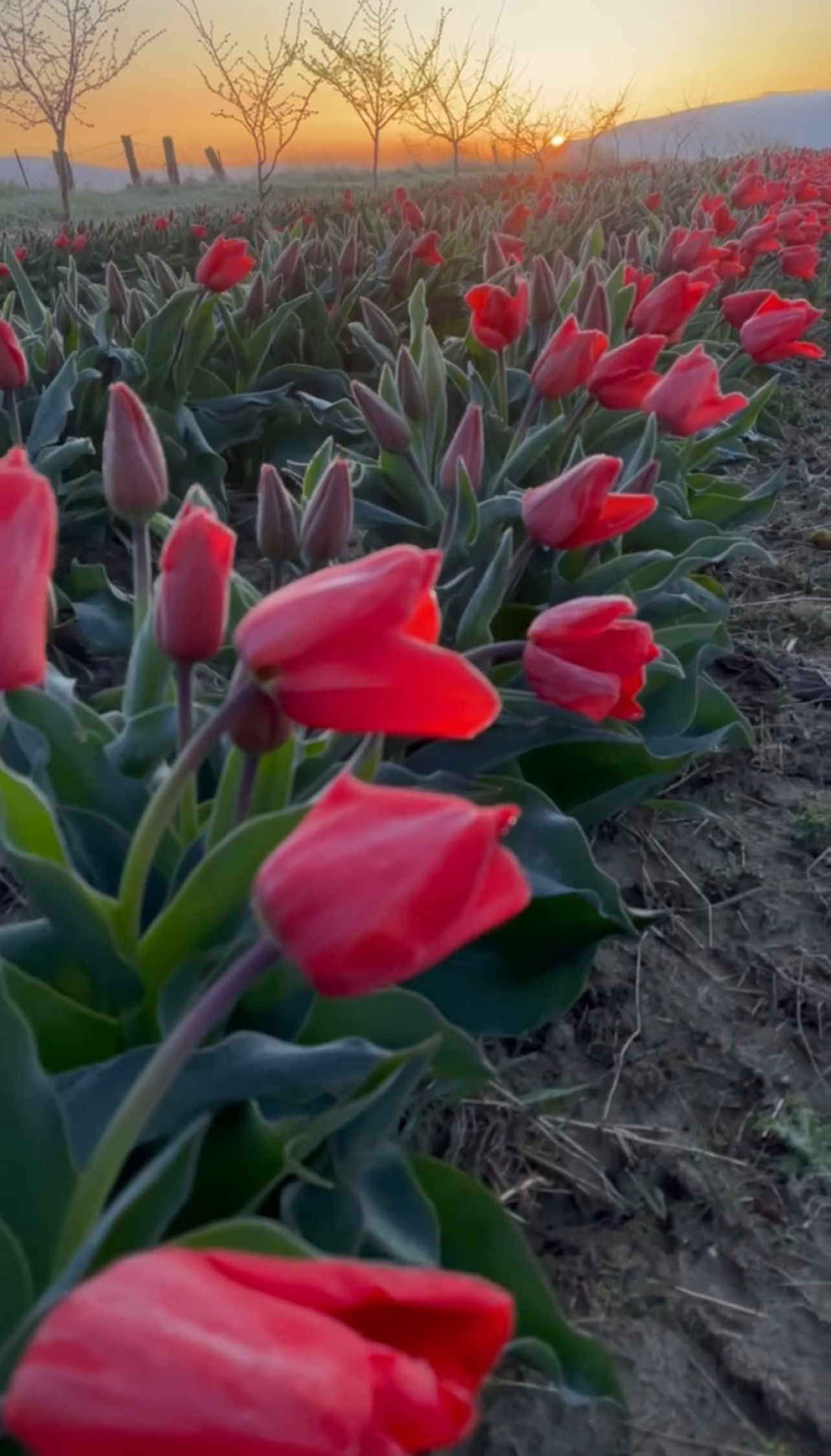 Apeldoorn Tulip Bulbs at Tulip Valley Farms