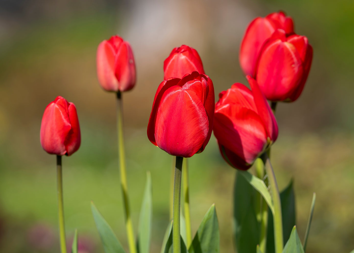 Apeldoorn Tulip Bulbs