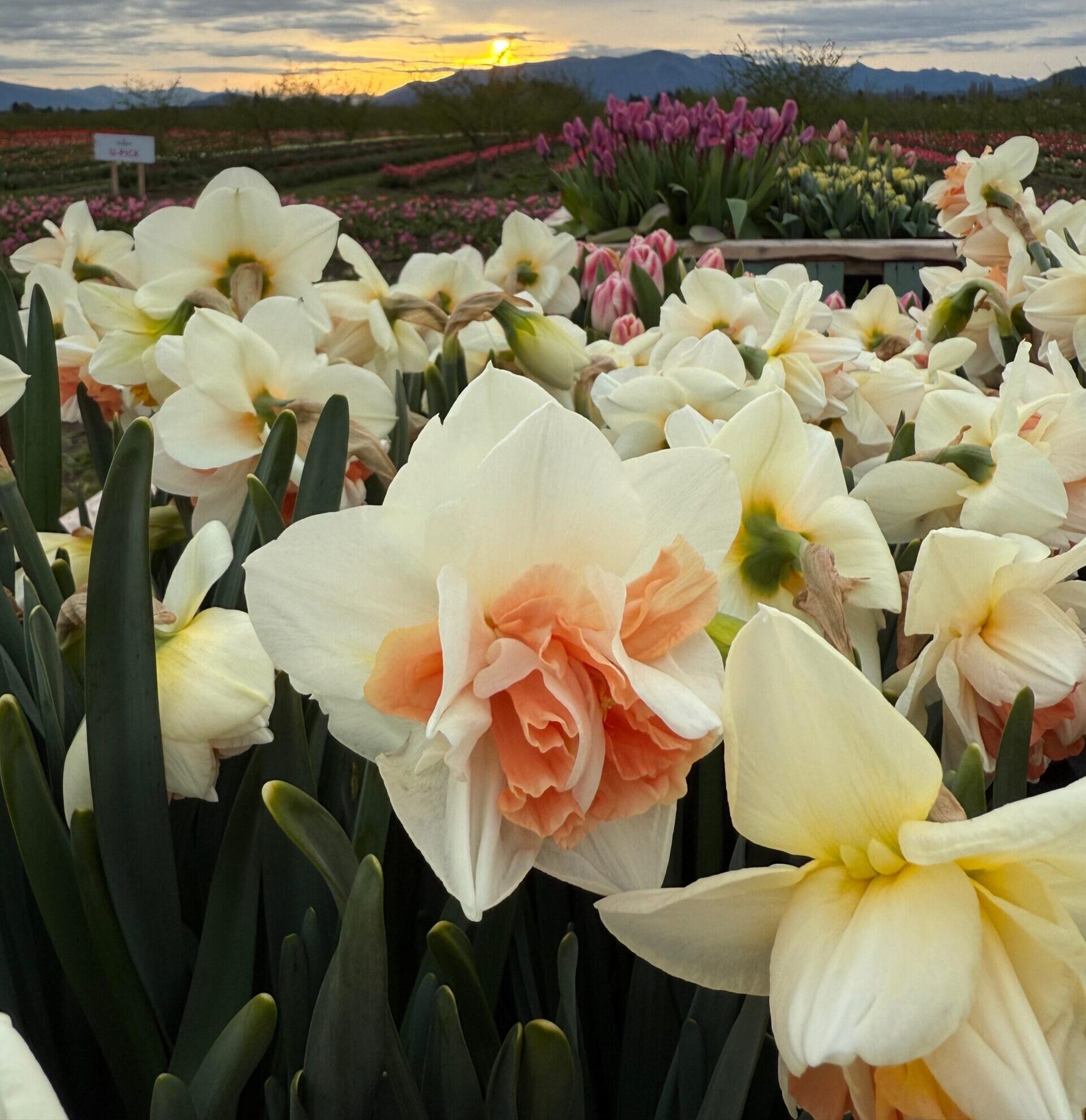 Daffodils blooming at Tulip Valley Farms