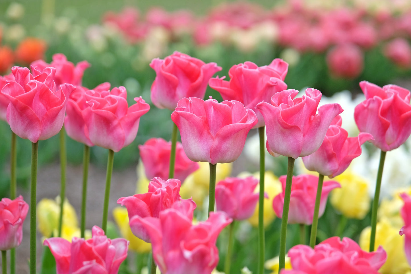 Crown of Dynasty Tulip Bulbs