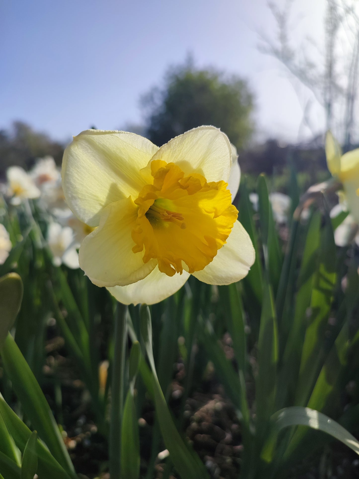 Curly Daffodil Bulbs