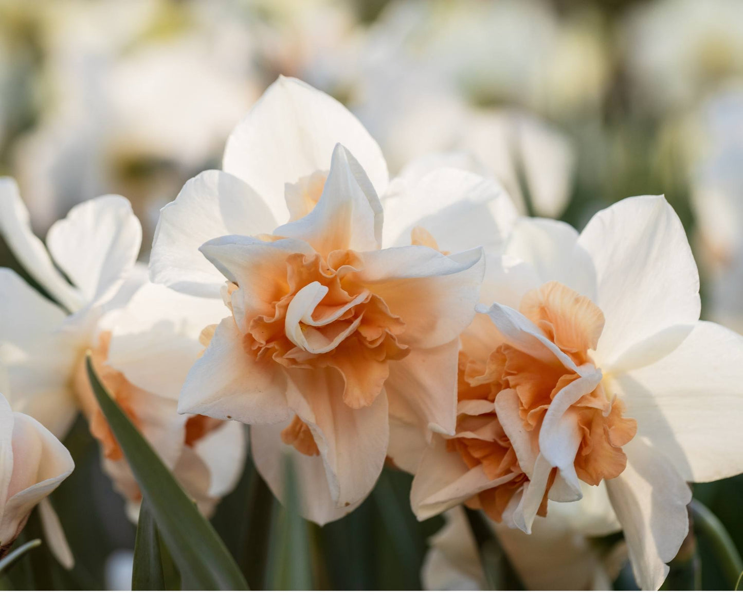 Delnashaugh Daffodil Bulbs