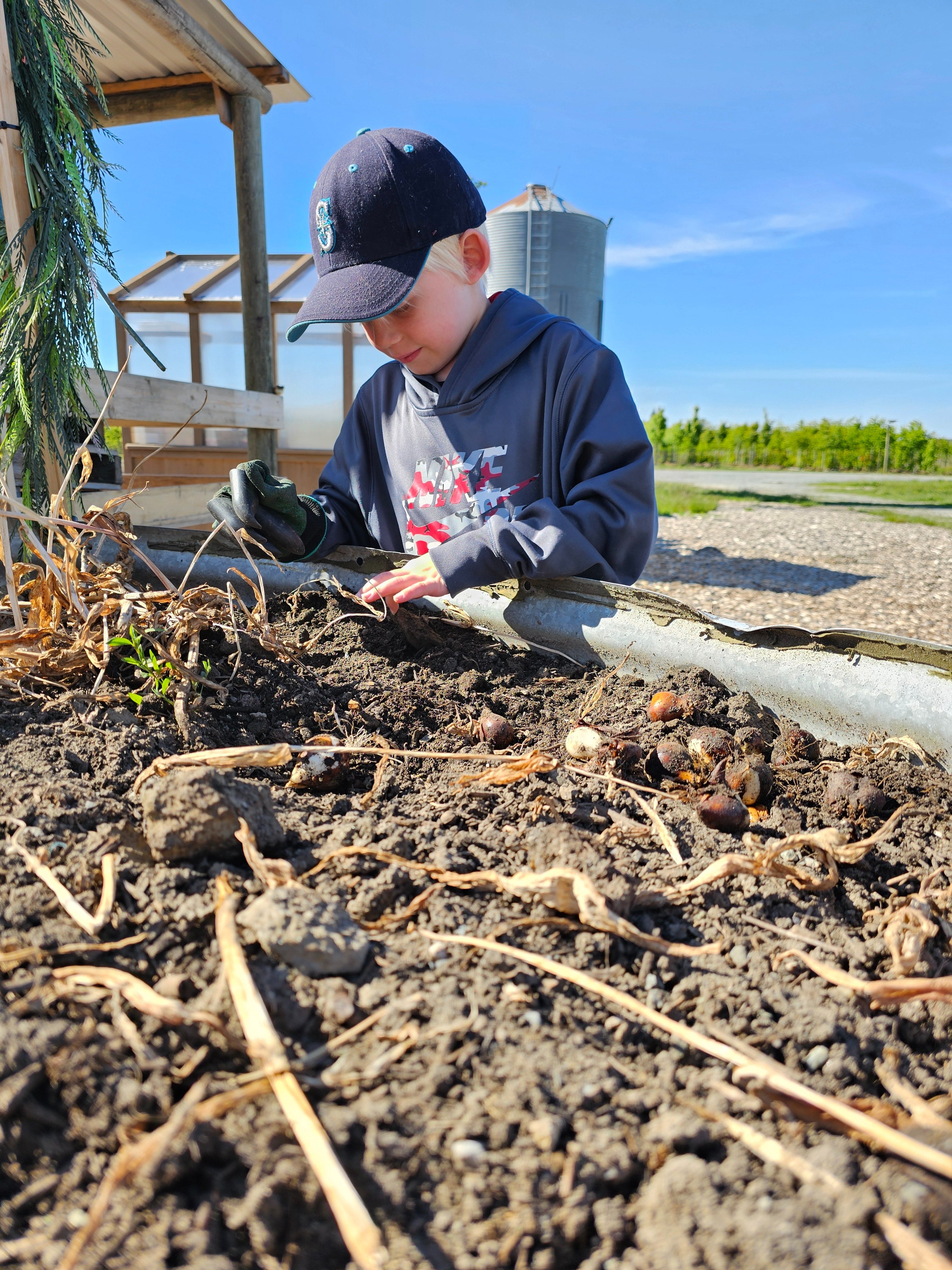 Child digging up tulip bulbs
