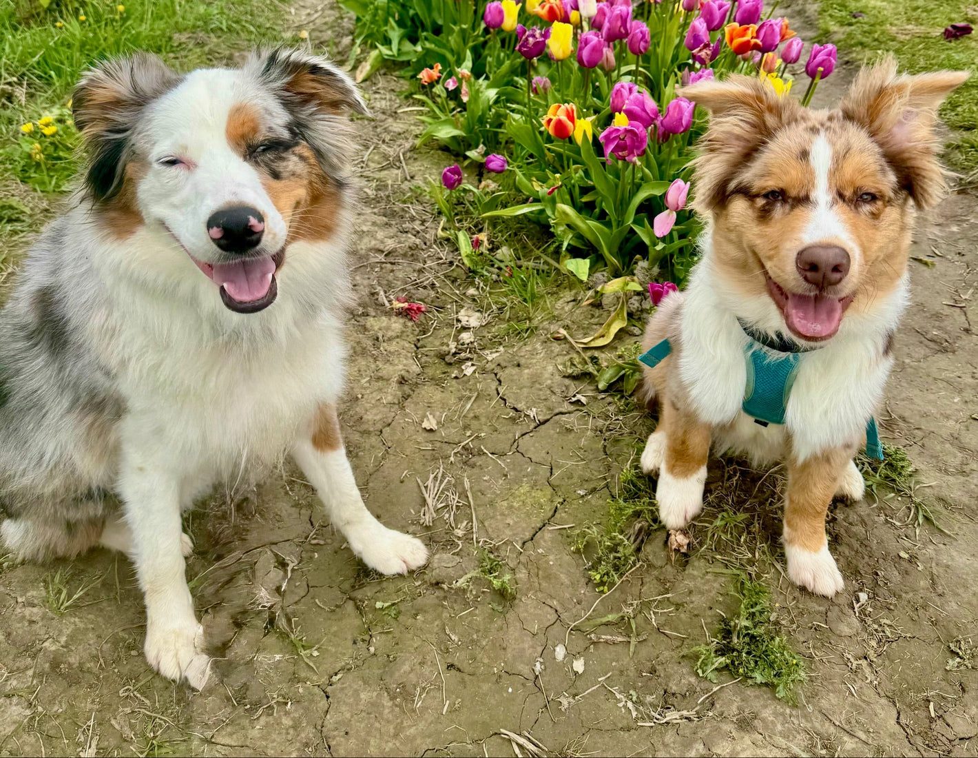 Two dogs visiting Tulip Valley Farms during Tulip Festival