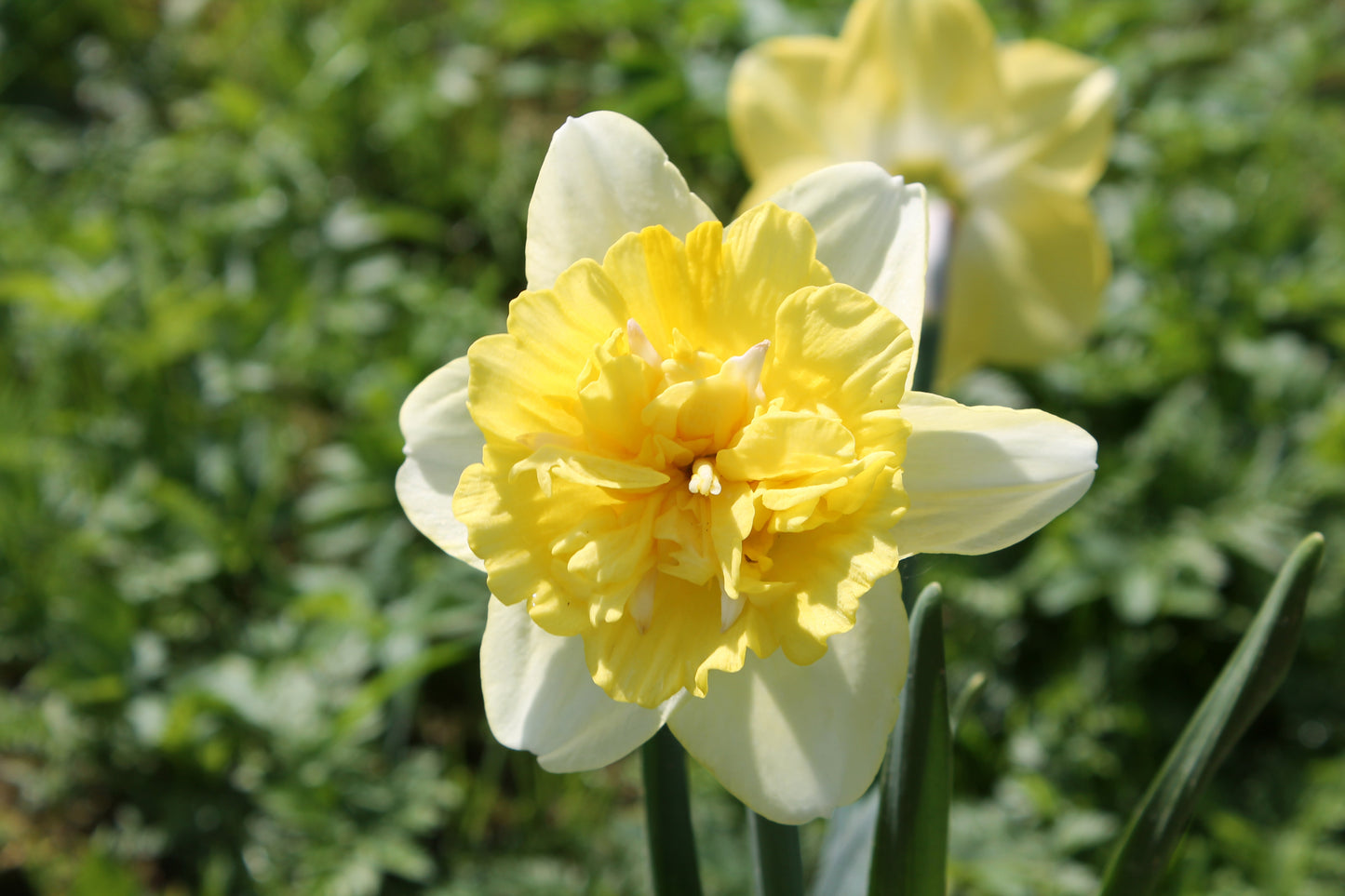 Full House Daffodil Bulbs