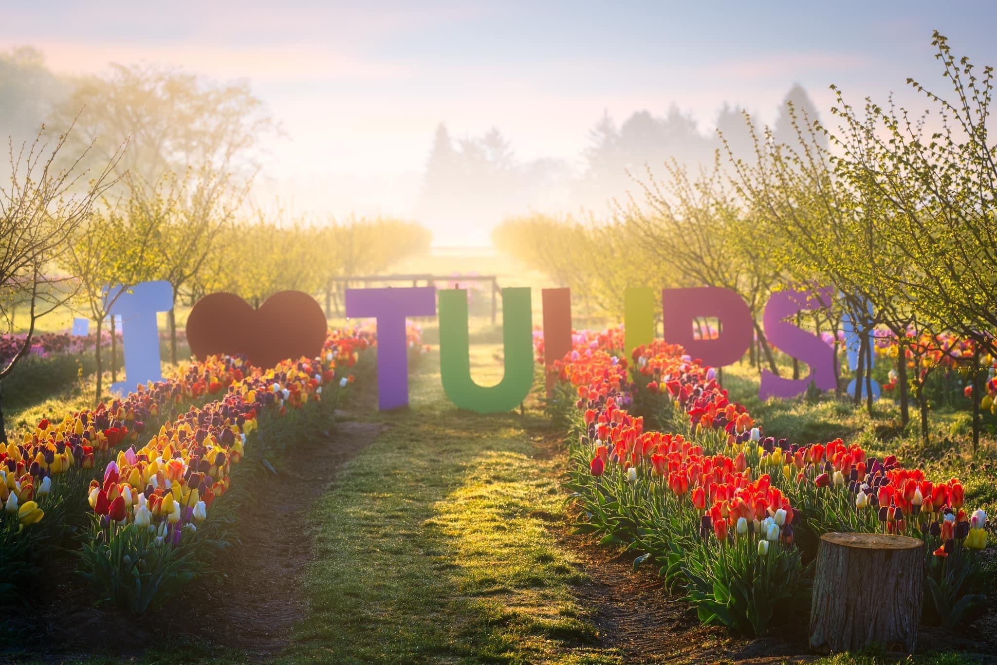 Tulip Valley Farms | Tulip Festival Skagit Valley Experience