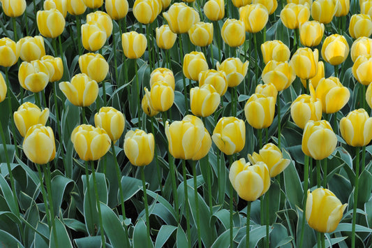Jaap Groot Tulip Bulbs