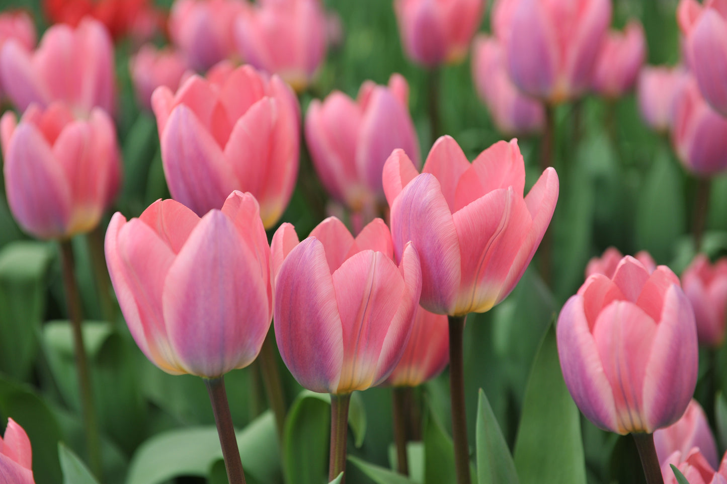 Light and Dreamy Tulip Bulbs