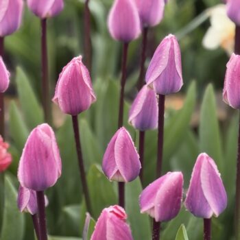Light and Dreamy Tulips at Tulip Valley Farms