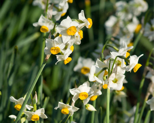 Martinette Daffodil Bulbs