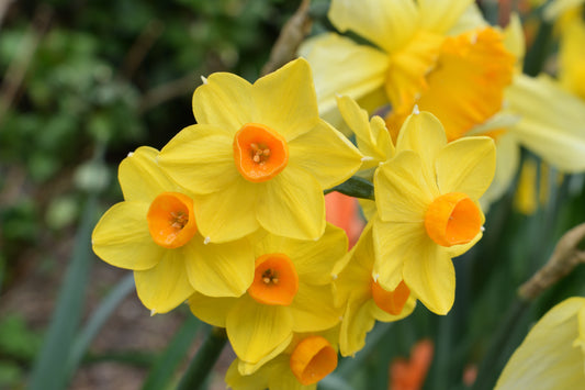 Martinette Daffodil Bulbs