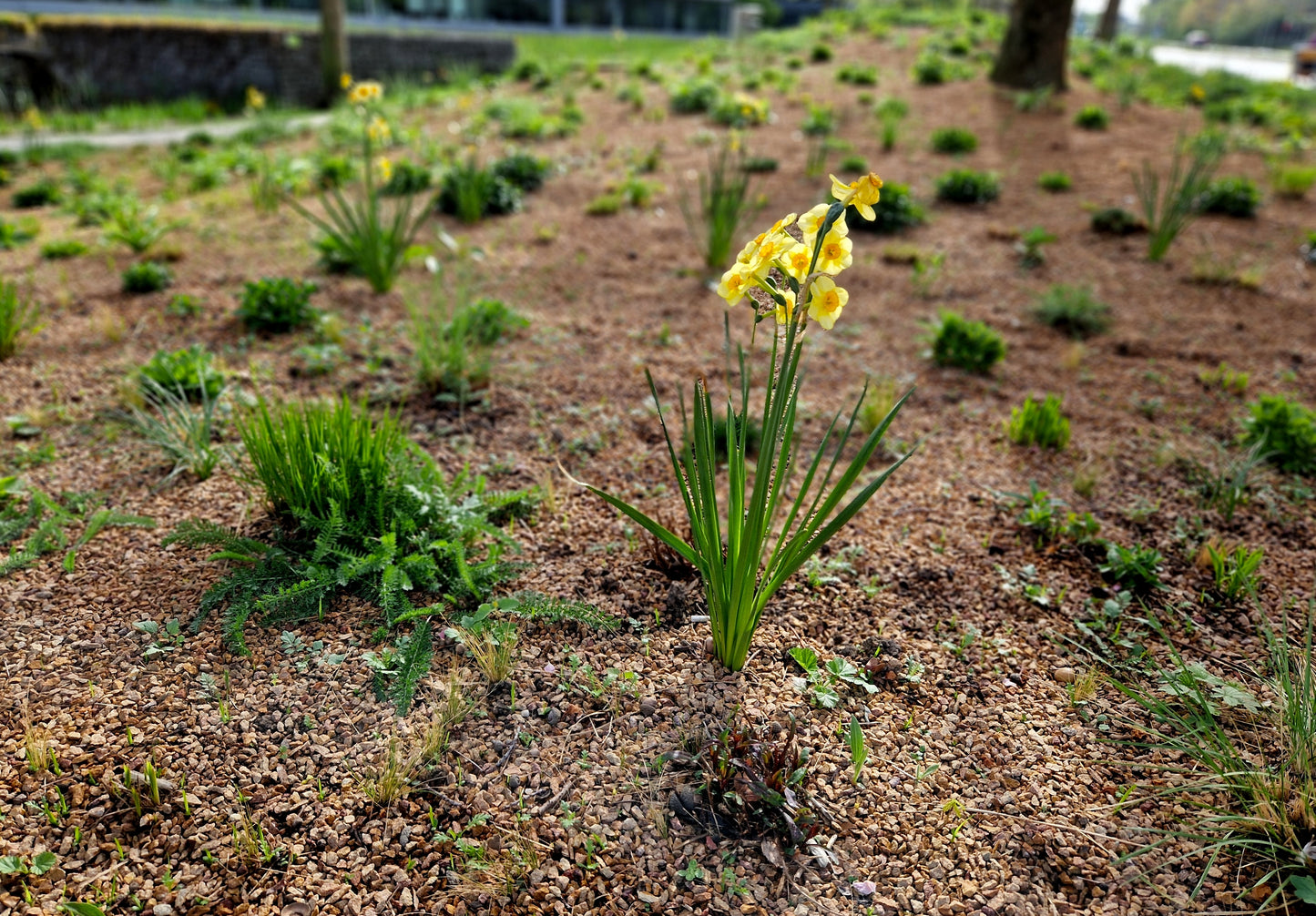 Martinette Daffodil Bulbs