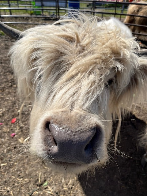 Close-up of a Micro Mini Highland Cow at Tulip Valley Farms