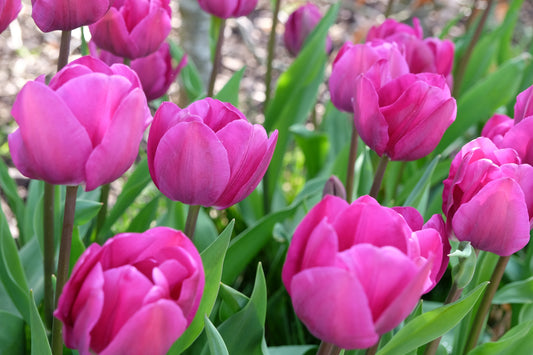Negrita Tulip Bulbs