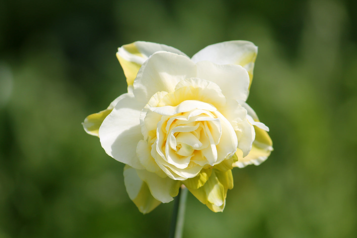 Obdam Daffodil Bulbs