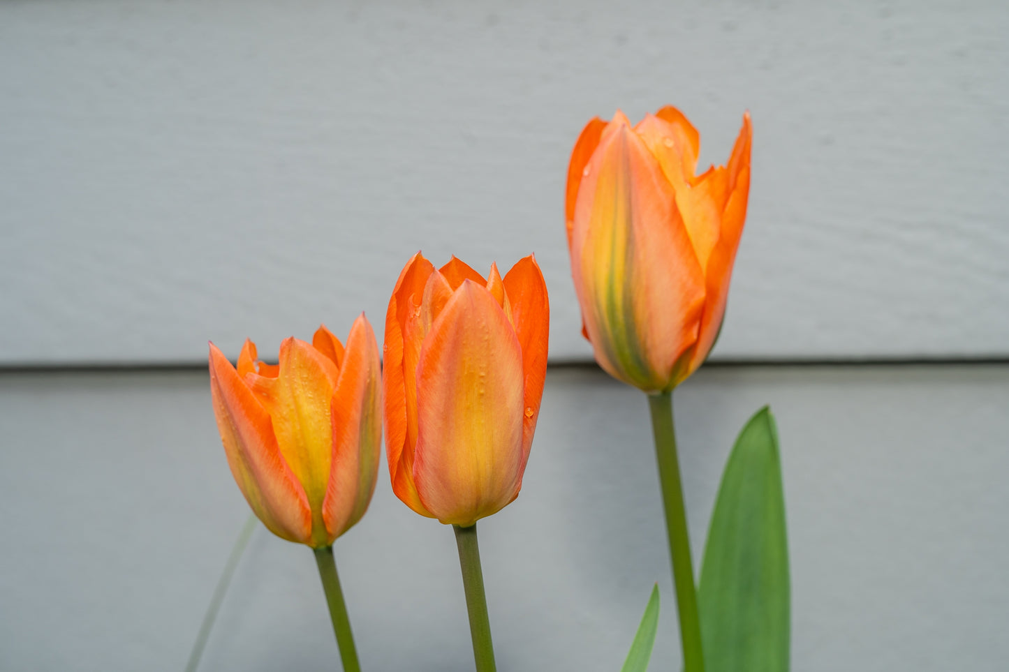 Orange Glow Tulip Bulbs