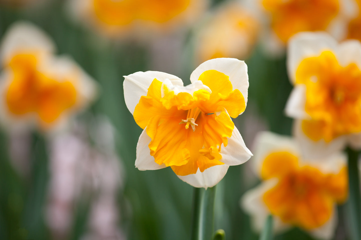 Orangery Daffodil Bulbs