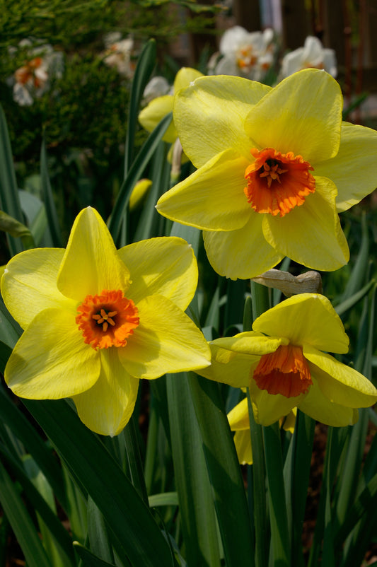 Pipe Major Daffodil Bulbs