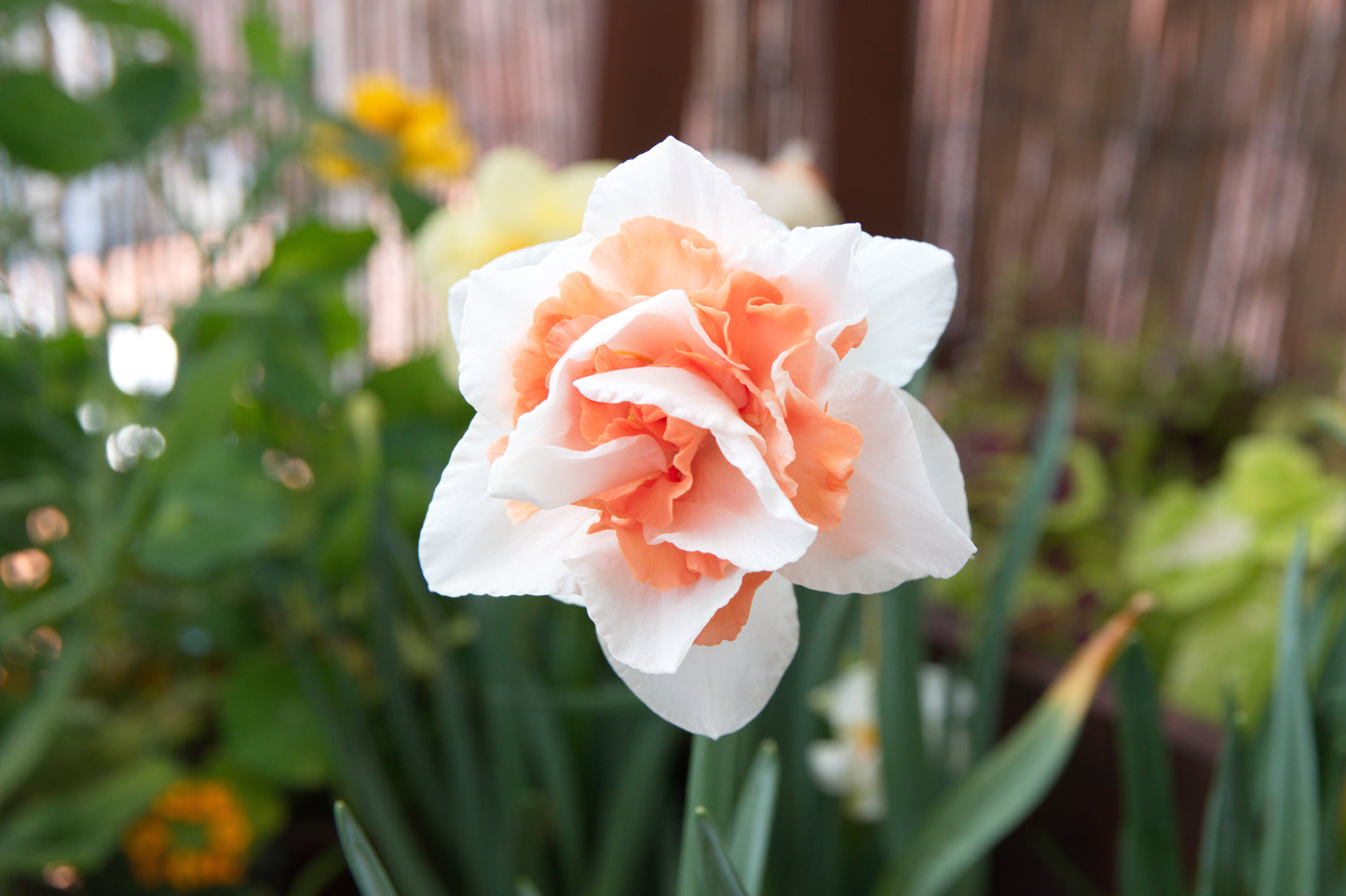 Replete Daffodil Bulbs