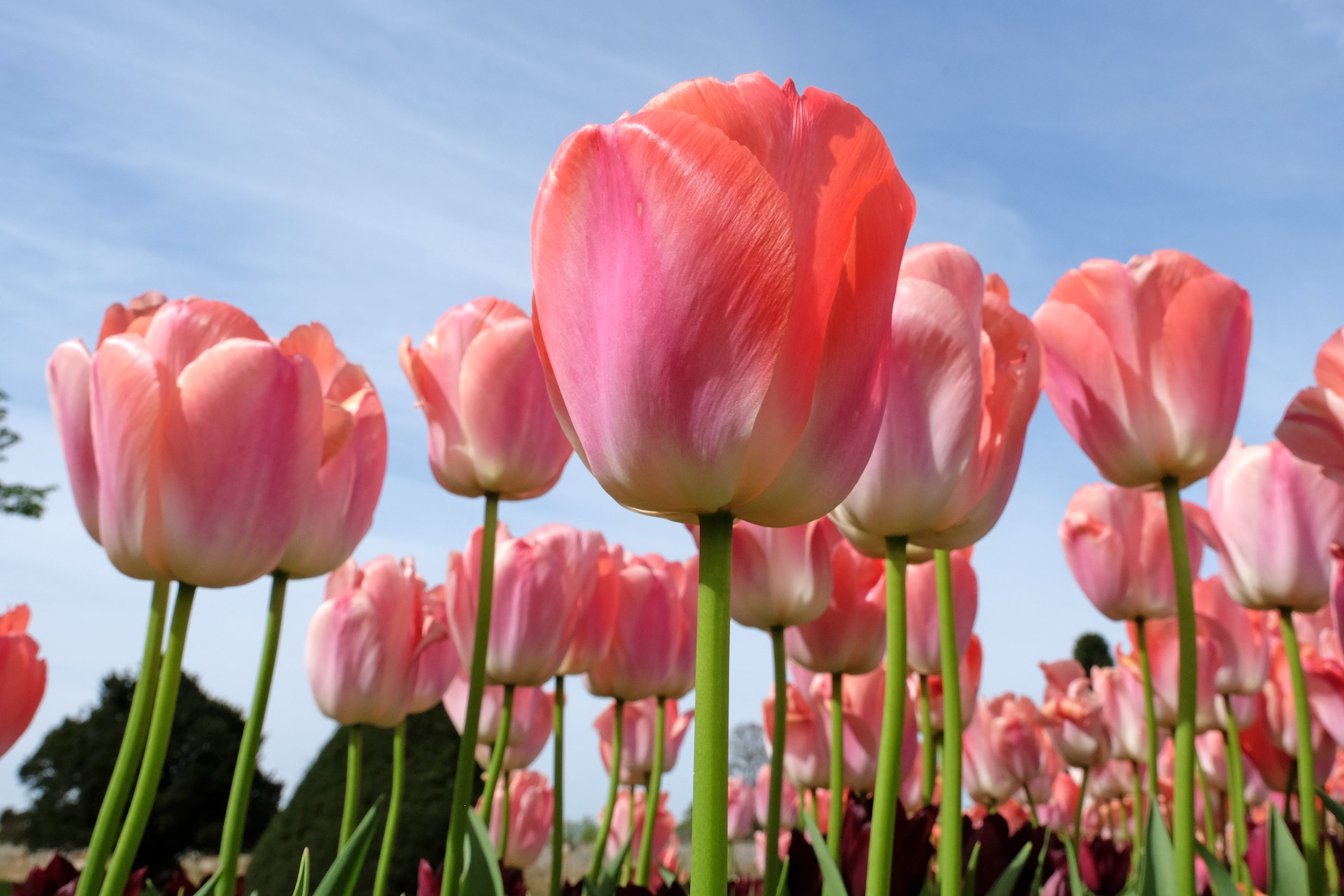 Salmon Impression Tulip Bulbs | Tulip Valley Farms