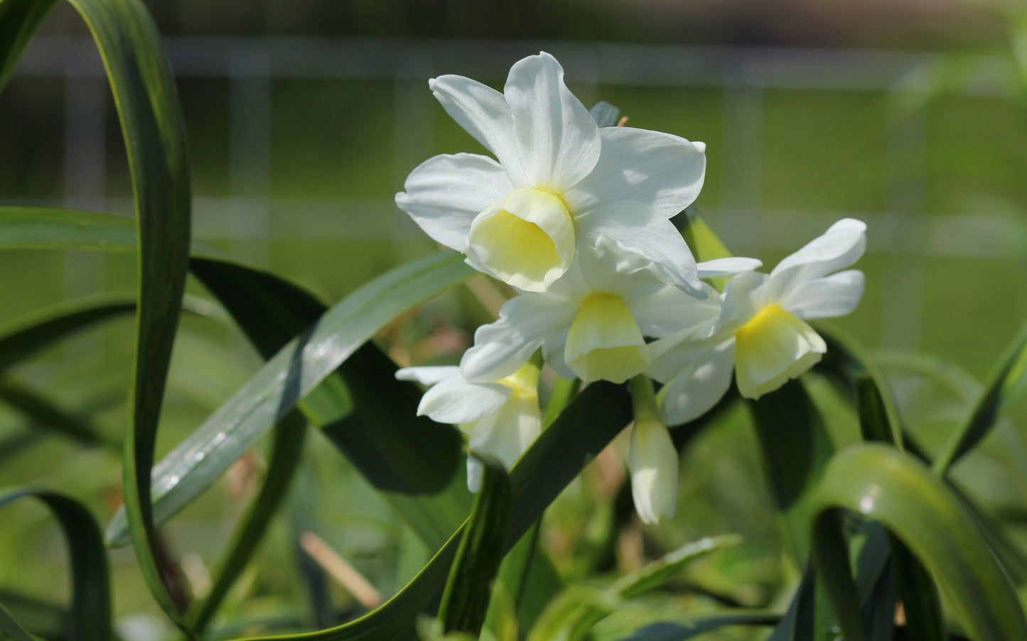 Silver Chimes Daffodil Bulbs