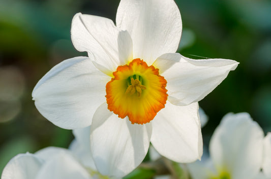 Songket Daffodil Bulbs