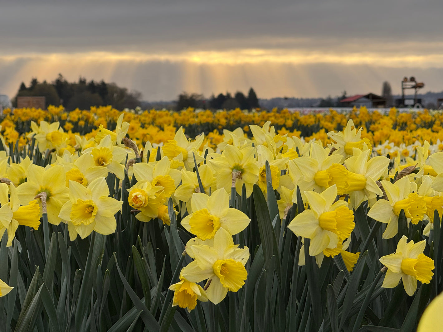 Tulip Valley Farms Daffodil Festival Fields